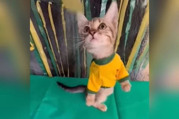 Gatinho de ONG do Mato Grosso - Metrópoles