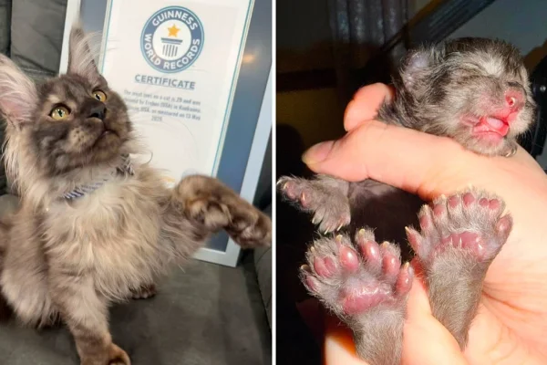 Montagem mostra duas fotogradias do gatinho Erebus. Em uma delas, aparecem as patas traseiras, com mais dedos do que o normal - Metrópoles