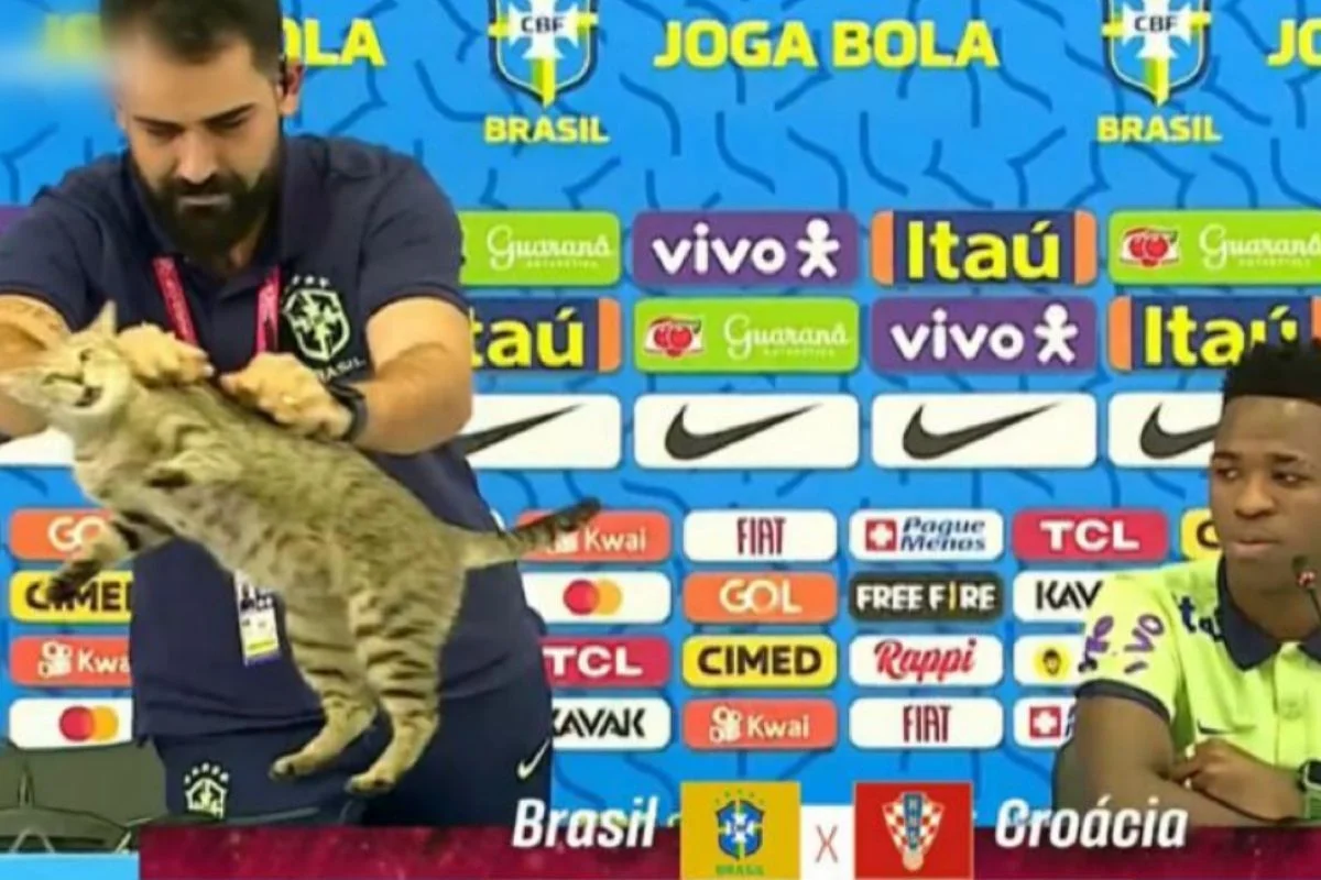 Assessor da CBF Vinícius Rodrigues expulsou gato de coletiva com Vini Jr. na Copa de 2022 Assessor da CBF Vinícius Rodrigues expulsou gato de coletiva com Vini Jr. na Copa de 2022