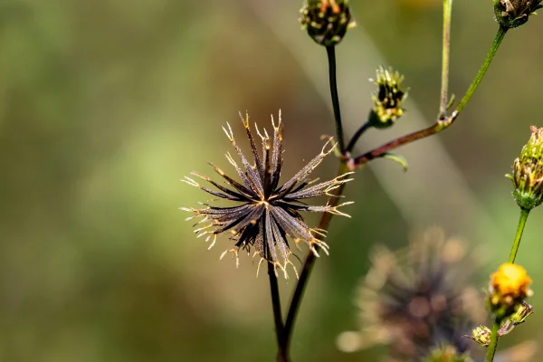 Foto em close de sementes de picão-preto ou cosmos agrupadas ao longo de uma estrada perto de Yokohama, Japão. Metrópoles