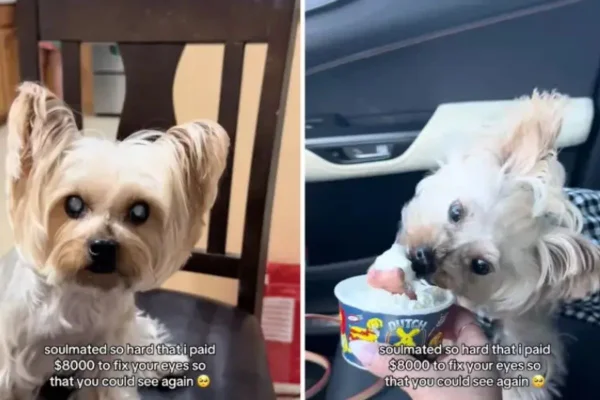 cachorrinha cega