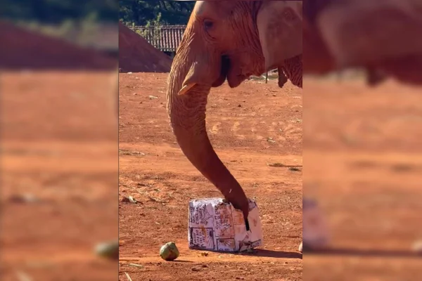 Festa julina: animais ganham “arraiá” no Zoológico de Brasília. Vídeo