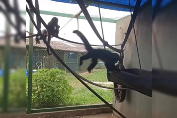 Frame de video colorido com macacos