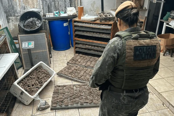 Imagem colorida de diversos quilos de pepino-do-mar apreendidos com um homem preso - Metrópoles