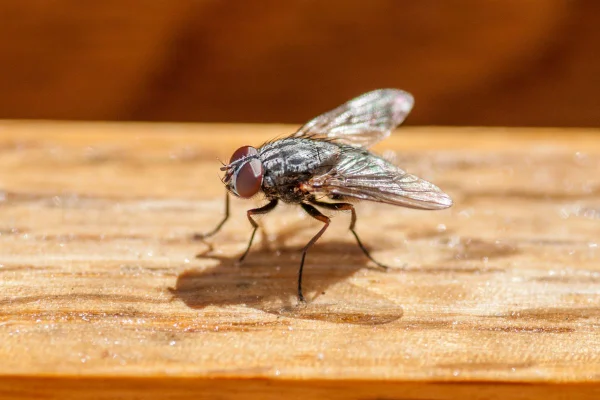 mosca