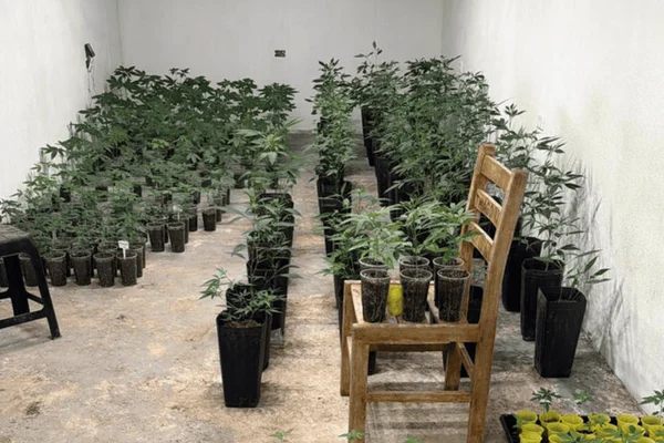 Estufas de grande porte eram destinadas ao tráfico de maconha em Paraibuna, no interior de SP. Dois suspeitos foram detidos em flagrante