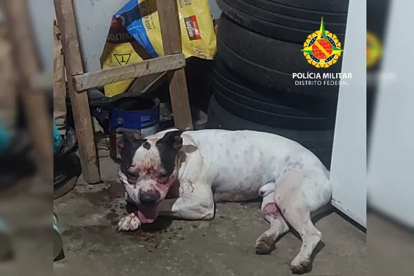 Pit-bull ataca jovem, que fica com rosto e pescoço feridos