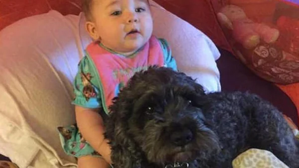 Cachorro morre ao salvar bebê em incêndio e se torna herói