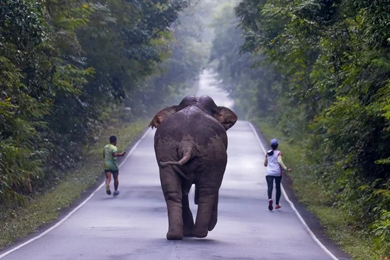Elefante se incomoda com selfie e persegue casal na Tailândia - imagem 4 Elefante se incomoda com selfie e persegue casal na Tailândia - imagem 4