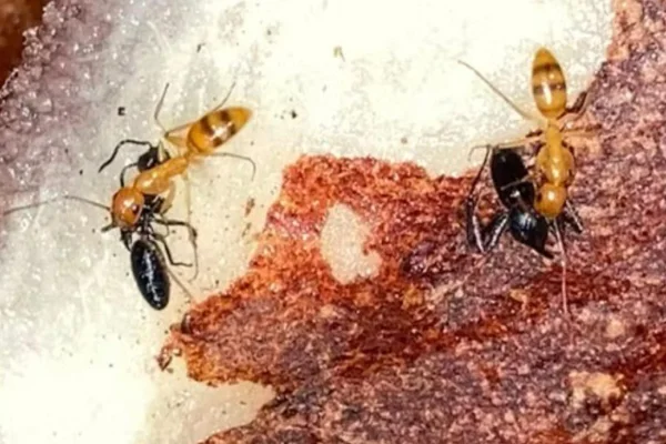 Quando espécies agressivas de formigas entram em contato, conflitos mortais acontecem