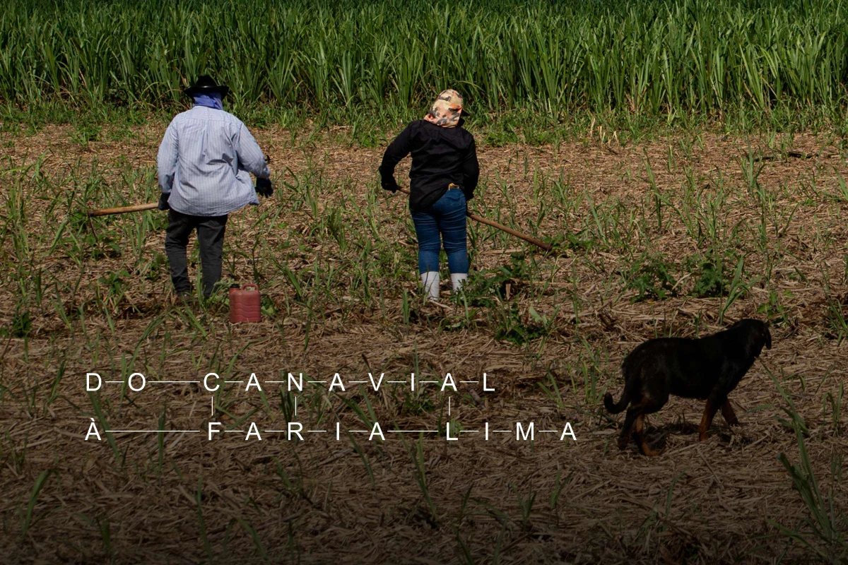 acusados aprofundaram crise nos canaviais de SP — Carbono oculto