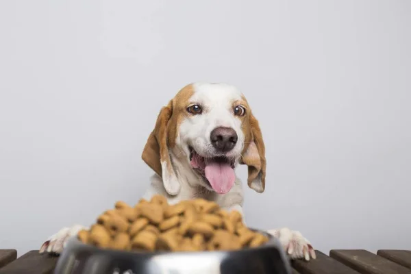 Ração de cachorro