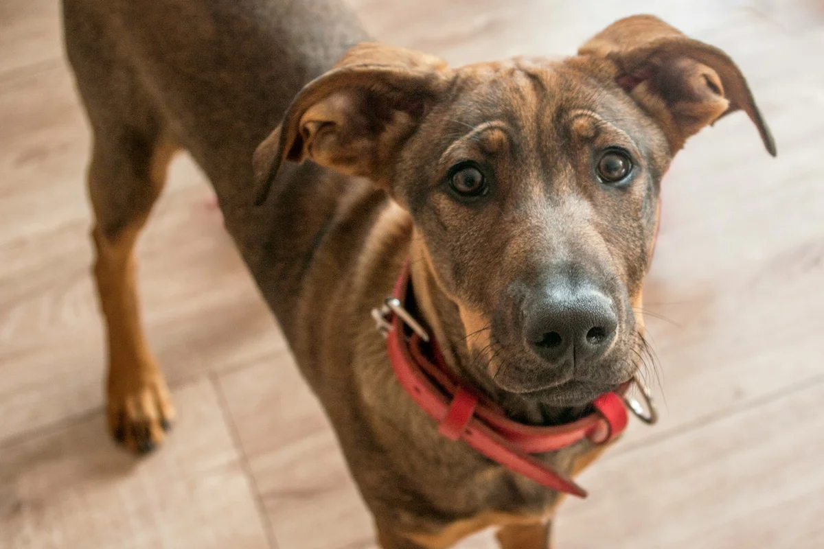 Raiva Canina Confirmada no Lago Norte: Alerta na Zona Norte do DF