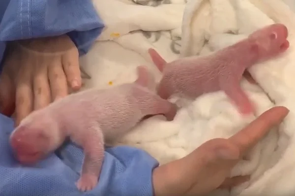 Em casos raros, pandas dão à luz gêmeos em zoos na Alemanha e Bélgica