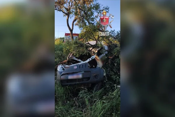 Motorista atropela capivara, sai da pista, bate em árvore e morre