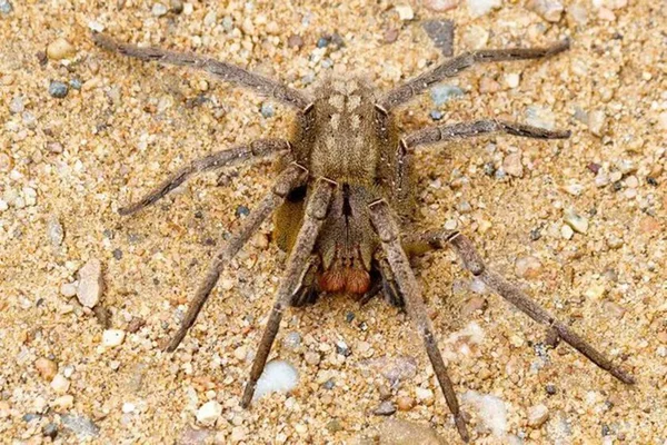 Foto colorida de Aranha Errante Brasileira - Metrópoles