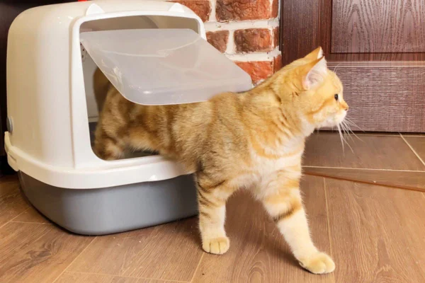 Veterinária revela o que fazer caso seja arranhado por um gato - destaque galeria Veterinária revela o que fazer caso seja arranhado por um gato - destaque galeria