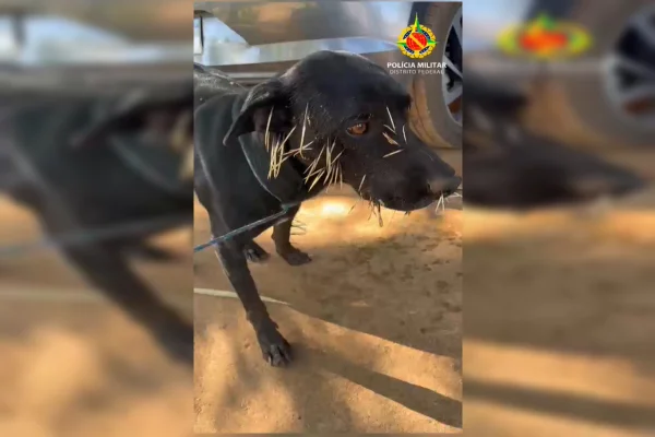 Ouriço-cacheiro é resgatado após brigar com cachorros em chácara no DF - destaque galeria Ouriço-cacheiro é resgatado após brigar com cachorros em chácara no DF - destaque galeria