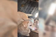 Fotos dos cachorros no momento do resgate do cativeiro Fotos dos cachorros no momento do resgate do cativeiro