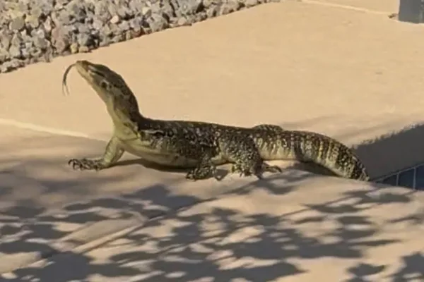 Foto colorida de lagarto