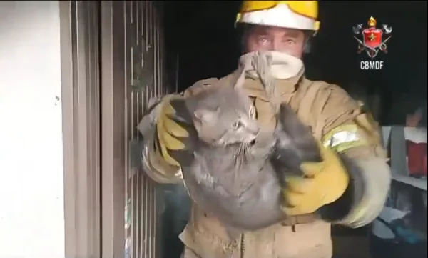 Imagem colorida de militar do Corpo de Bombeiros Militar do DF segurando um gato