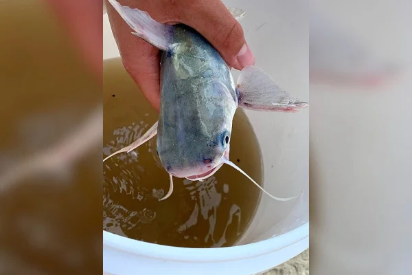 Imagem colorida mostra peixe sendo segurado por mão - Metrópoles