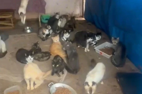 Além dos gatos, 3 cachorros foram resgatados no local. A comercialização ilegal do sangue felino acontecia em Jaboticabal, interior de SP - Metrópoles