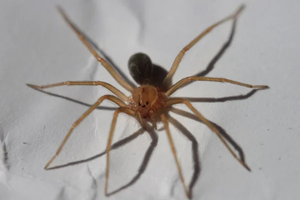Picado por aranha-marrom, homem precisou receber 30 bolsas de sangue na UTI