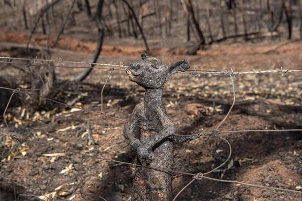 Fotógrafo revela história da foto viral de canguru na Austrália