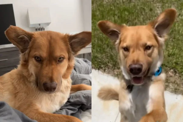 Foto colorida de um cachorro - Metrópoles