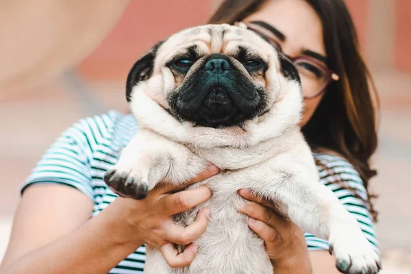 10 curiosidades incríveis sobre a raça pug