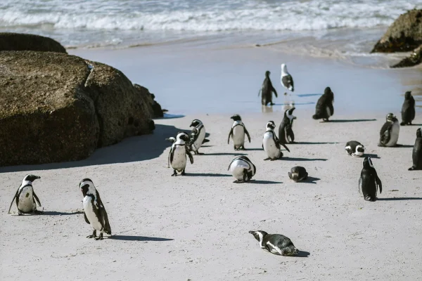 Imagem colorida mostra pinguis-africanos na costa da África do Sul - Metrópoles
