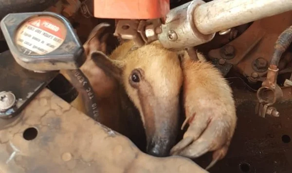 Tamanduá preso em motor de carro é resgatado por bombeiros