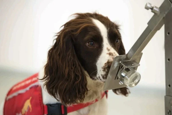 Imagem colorida de cachorro cheirando amostra