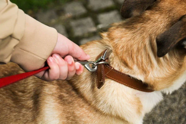 Imagem colorida de cachorro com coleira no pescoço