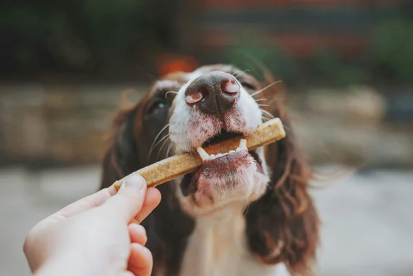 Fotografia colorida de um cão comendo um petisco