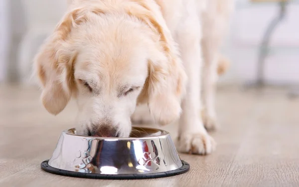Cachorro comendo abobrinha