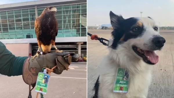 Cachorro e gavião
