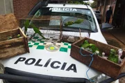 Polícia Ambiental resgata filhotes de papagaio-verdadeiro em assentamento de Teodoro Sampaio (SP)