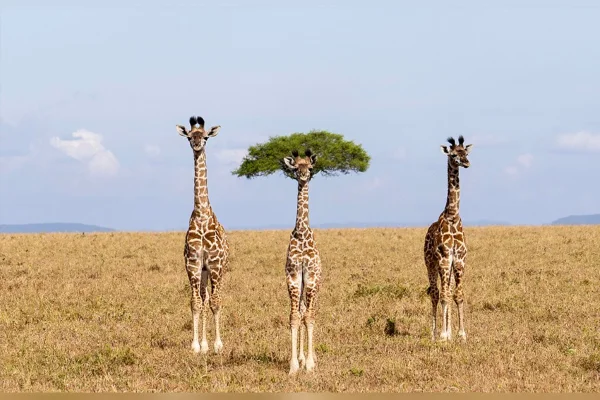 Três girafas jovens estavam lado a lado na savana. Metrópoles