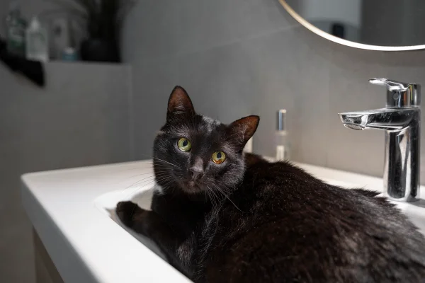 Foto colorida de gato preto na pia