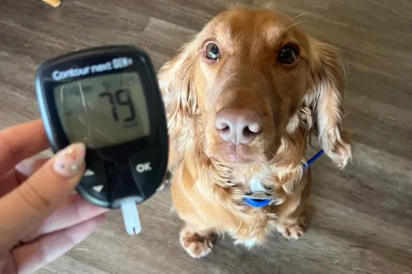Ducky, o cão de serviço que alertou mãe de criança com diabetes tipo 1 mesmo de longe