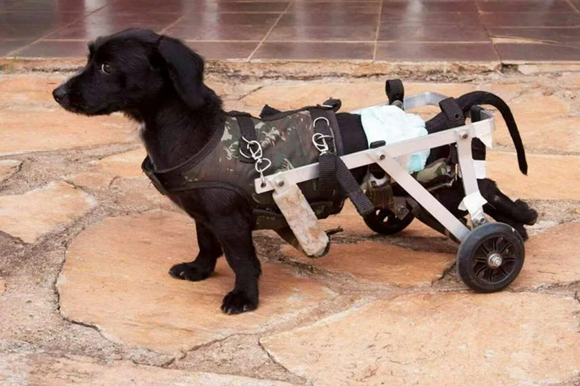 Este é Bob, primeiro participante confirmado para a inauguração do ParCão. Vítima de maus-tratos, o animal se move com ajuda de cadeira de rodas Este é Bob, primeiro participante confirmado para a inauguração do ParCão. Vítima de maus-tratos, o animal se move com ajuda de cadeira de rodas