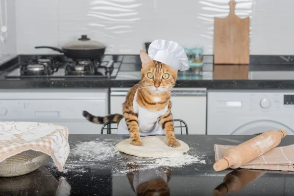 foto colorida felino amassando pão