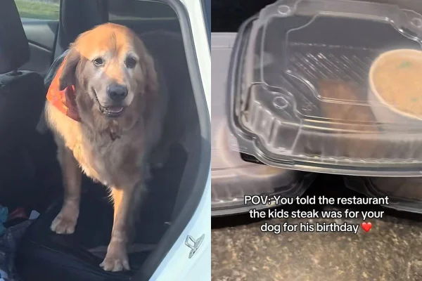 cachorro ganha bife e surpresa de aniversário de restaurante