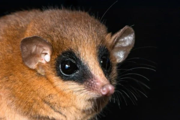 Imagem colorida de marsupial - Metrópoles