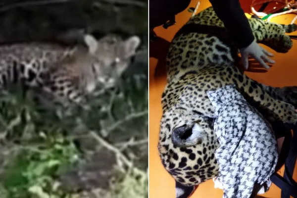 Vídeo: filhote de onça-pintada é resgatado em comércio