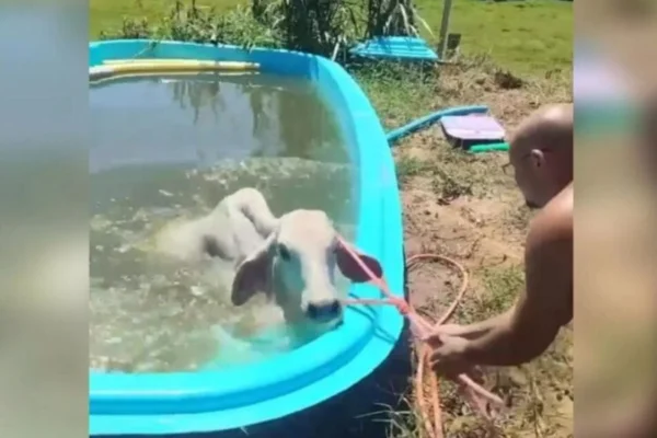 Vaca pula em piscina