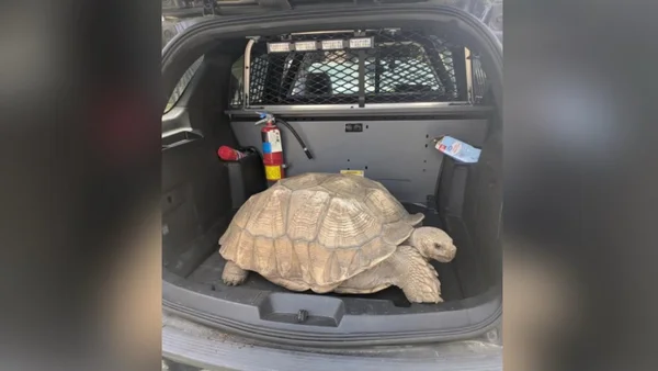 Foto colorida de tartaruga no camburão da polícia
