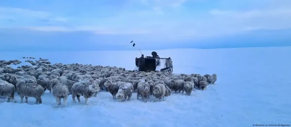 Temperatura extrema fez animais congelarem e Exército enviar comida para ajudar a população local - Metrópoles